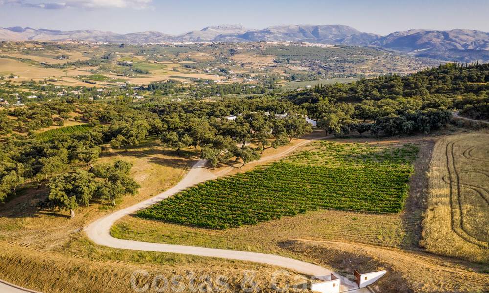 Vineyard – country estate with a modern style villa for sale near Ronda in Andalusia 29147